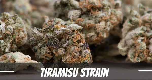 Tiramisu Strain