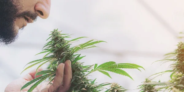 a man checking Gelato Cake cannabis strain