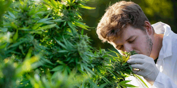 a man checking marijuana strain