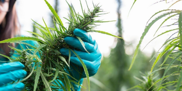 A woman checking Wedding Pie strain yield