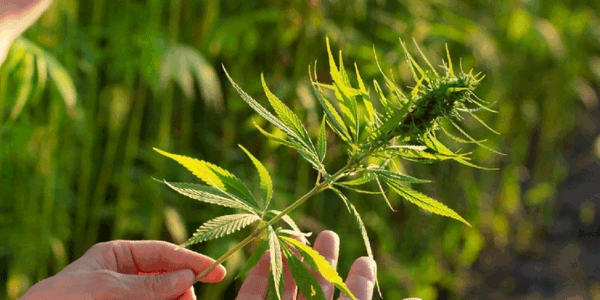 a woman holding marijuana strain in her hand