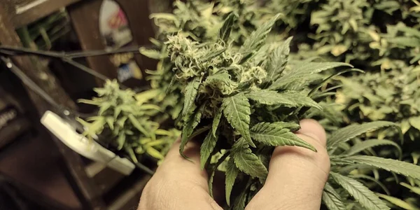checking sign of cannabis buds with PGR
