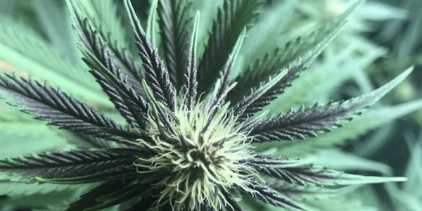 flowering week 2 Sharklato marijuana plant