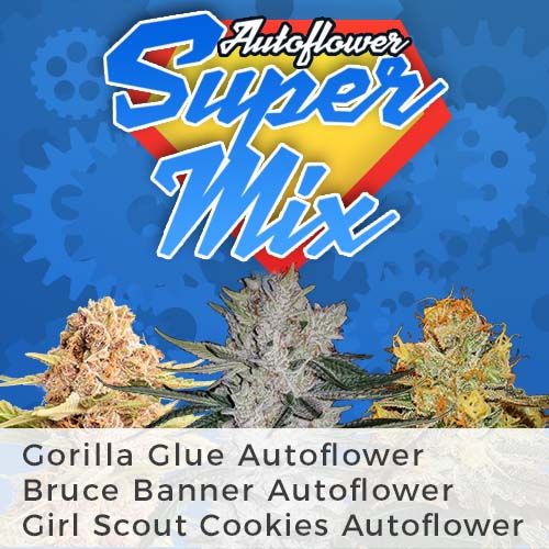 autoflower super marijuana seeds mixpack 