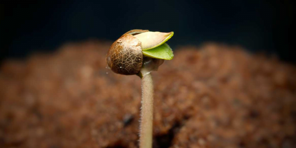 Marijuana seedling