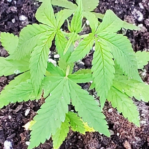 Marijuana vegetative stage week 4