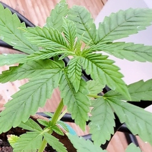 Marijuana vegetative stage week 5