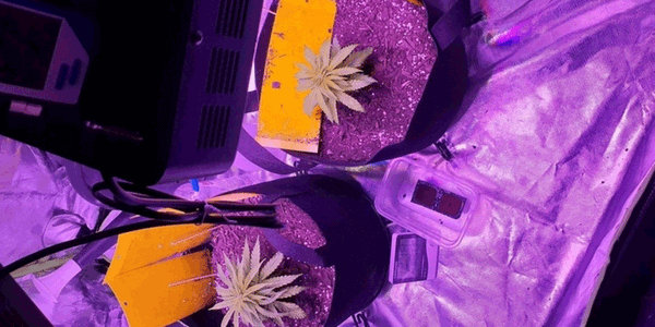 Week 3 auto cannabis vegetative stage