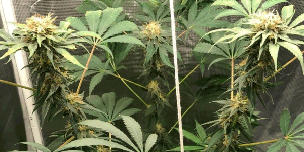 week 8 to 10 cannabis flowering an auto fem weed plant