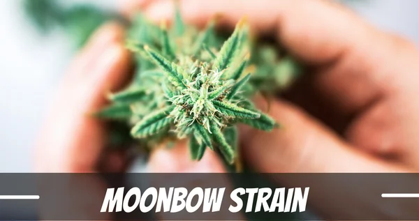 Moonbow cannabis strain