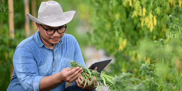 Growing Moonbow cannabis strain