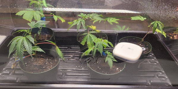 Maintaining ideal humidity for marijuana cloning