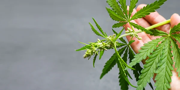 Lemon cake cannabis plant flowering