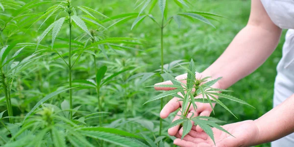Lemon cake cannabis plant