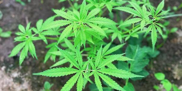 Lemon Cake Cannabis Plant
