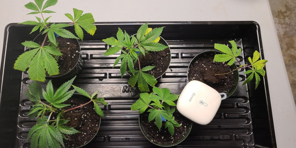 Maintaining ideal temperature for marijuana cloning