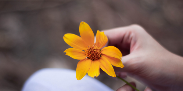 Using Calendula flower as a companion plant for marijuana