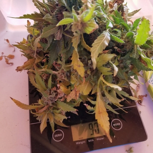 Weighing cannabis strain with a digital scale