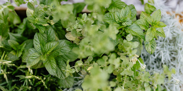 Growing mint and marijuana together