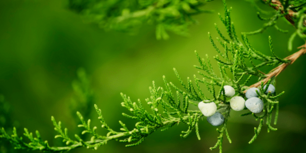 Juniper branch with berries and marijuana plant