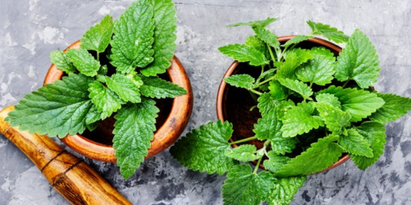 Growing Lemon balm with marijuana plants