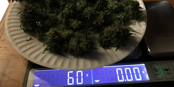 MXT digital scale for weed