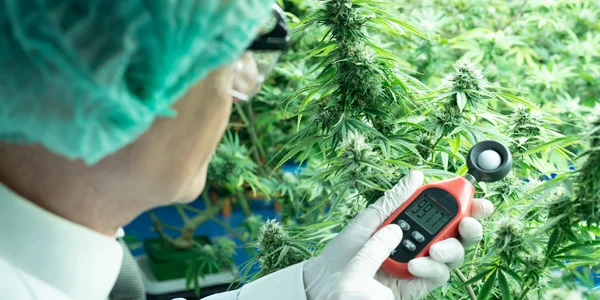 Marijuana climate control meter