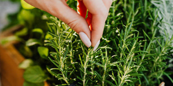 Growing Rosemary and Marijuana together