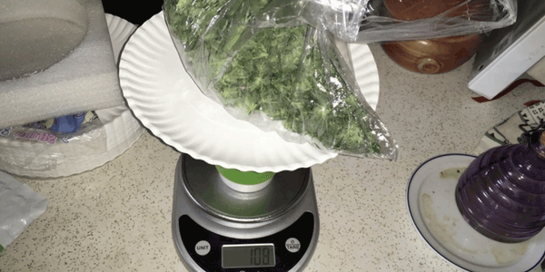 Weighing marijuana strain