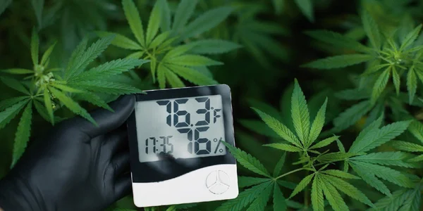 Digital timer for marijuana grow room