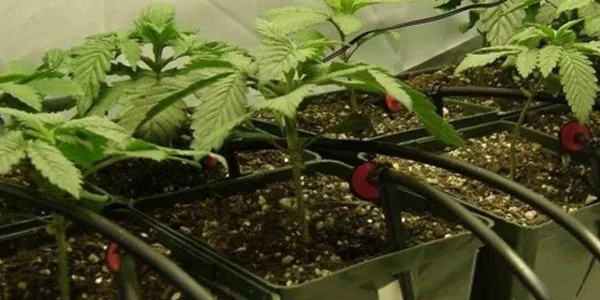 Automatic marijuana Irrigation system