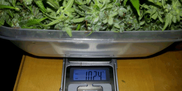 Weighing cannabis on a pocket scale