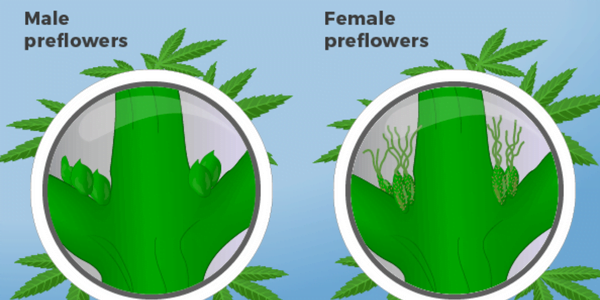 Male and female marijuana plant comparison