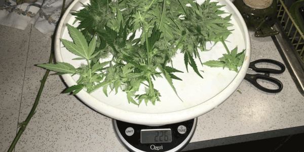 Measuring and weighing cannabis strains