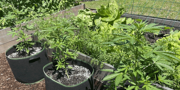 Peas, clovers, lentils growing with cannabis plants