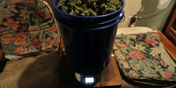 Stealth scale for measuring weed