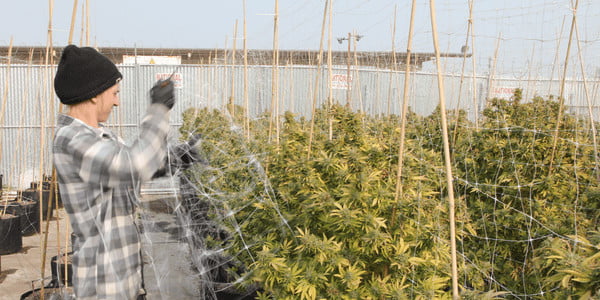 a man doing trellising technique on cannabis plants