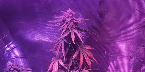 Blueberry Auto 10 weeks old marijuana plant