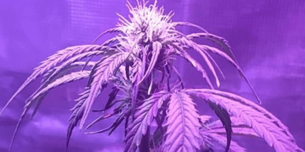 Blueberry Auto 5 Weeks Old Marijuana plant