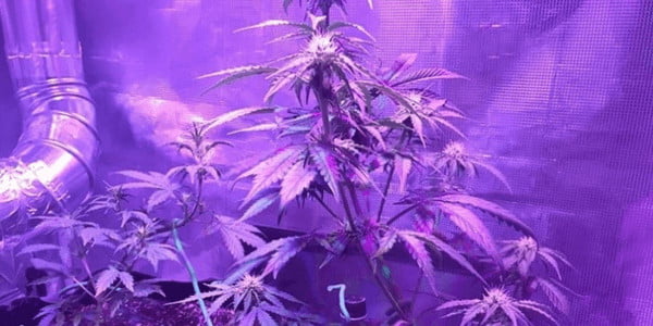 Blueberry Auto 7 Weeks Old Marijuana plants