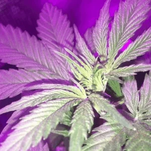 Blueberry Auto Marijuana 4 Weeks Old