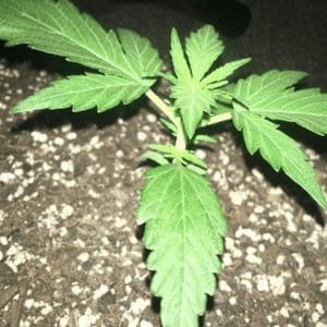 Blueberry Autoflower Marijuana Plant