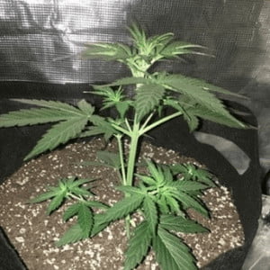 Blueberry Auto Cannabis 4 Weeks Old