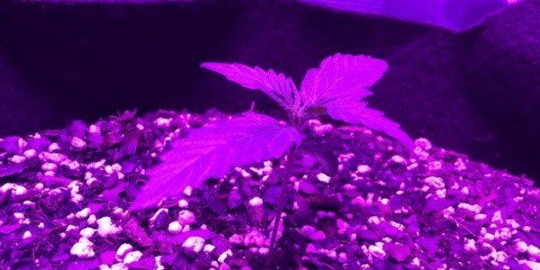 Blueberry Autoflower Marijuana Growing Indoors