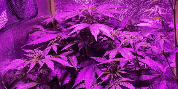 Blueberry Auto marijuana 4 weeks old