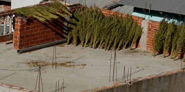 Drying cannabis on rooftop