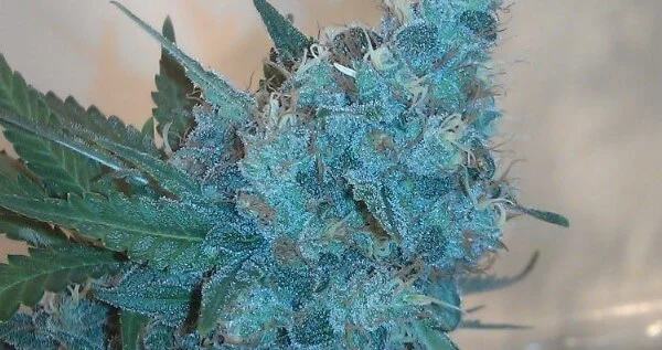 electric kool aid adverse reactions