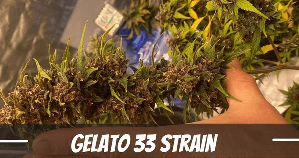 Gelato 33 cannabis strain