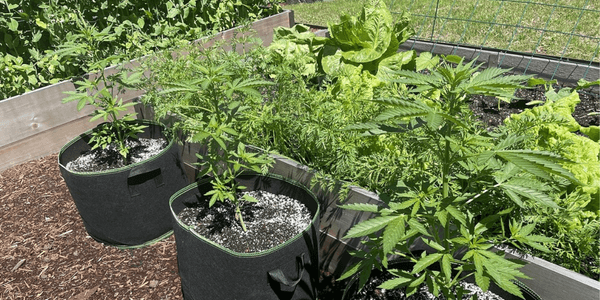 Growing camouflage plants with marijuana