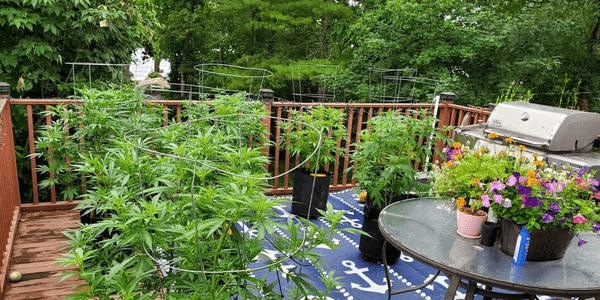 Growing flowers with marijuana plants